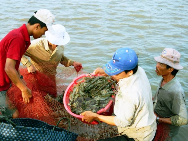 Kien Giang applies advanced technologies in large-scale shrimp farming ảnh 1