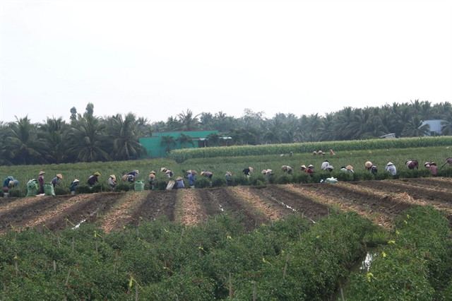 Southern region plans to grow other crops on low-yield rice fields ảnh 1