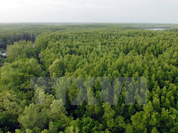 Central Highlands new forest areas fall short of target ảnh 1