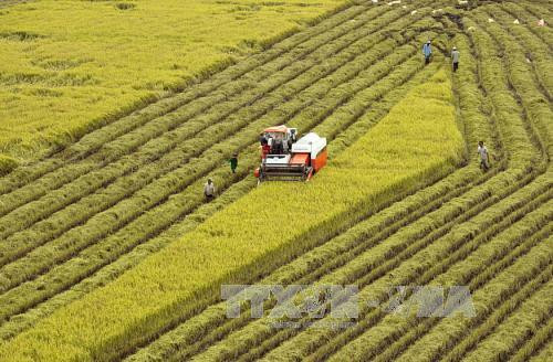 Hau Giang, RoK firms work to promote high-tech agriculture ảnh 1