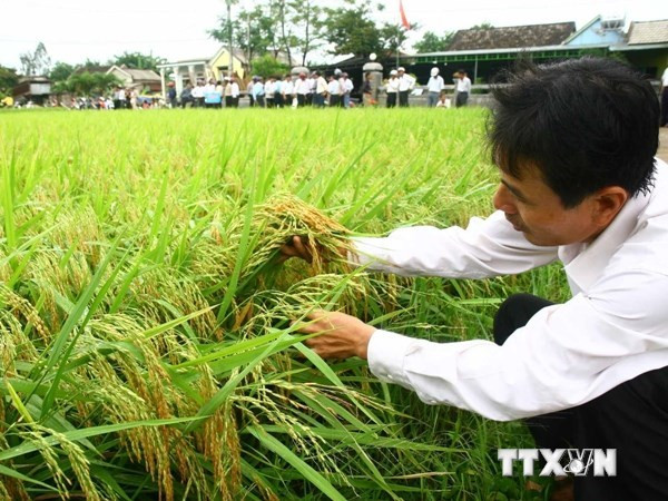 FPT, Fujitsu launch ‘smart' agriculture ảnh 1
