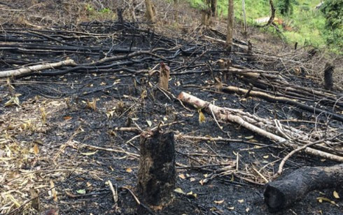Forests destroyed in northern Dien Bien province ảnh 1 Forests destroyed in northern Dien Bien province ảnh 1