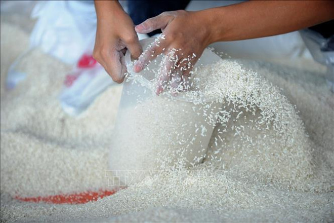 Bright outlook predicted for rice exports ảnh 1 Bright outlook predicted for rice exports ảnh 1