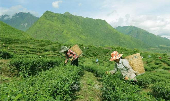 Policy reform aims to promote socio-economic development in ethnic minority-inhabited, mountainous areas ảnh 2