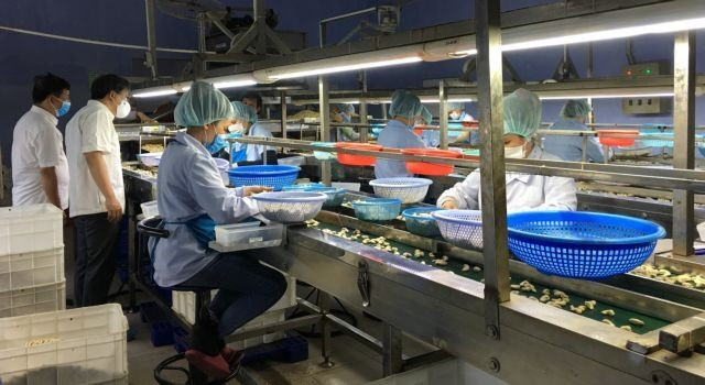 Cashew exporters set 3.8 billion USD target for this year ảnh 1 Cashew exporters set 3.8 billion USD target for this year ảnh 1