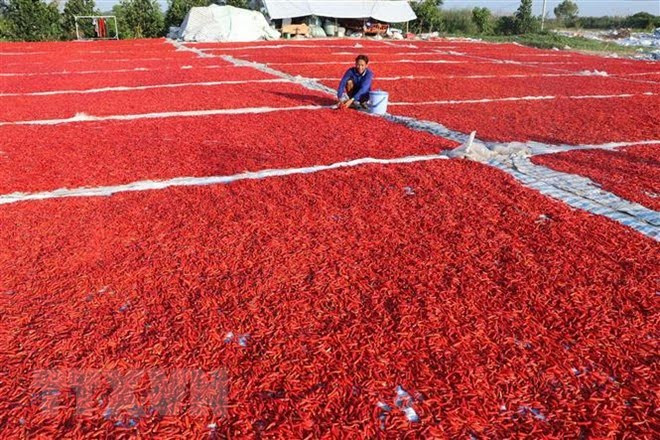 China allows resumption of fresh chili import from Vietnam ảnh 1