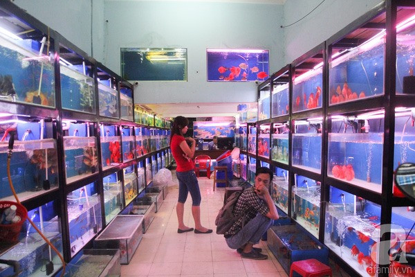 Ornamental fish breeders should scale up: experts ảnh 1 Ornamental fish breeders should scale up: experts ảnh 1