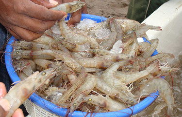 Thailand stops import of Indian shrimps ảnh 1 Thailand stops import of Indian shrimps ảnh 1