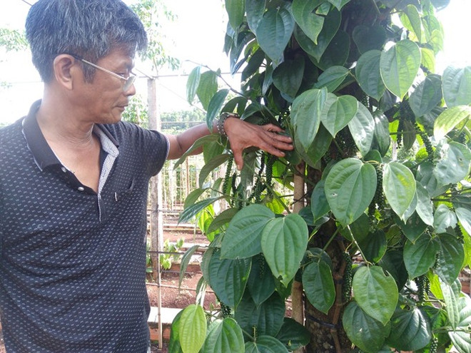 Gia Lai pepper farmers developing Sri Lanka plant ảnh 1 Gia Lai pepper farmers developing Sri Lanka plant ảnh 1