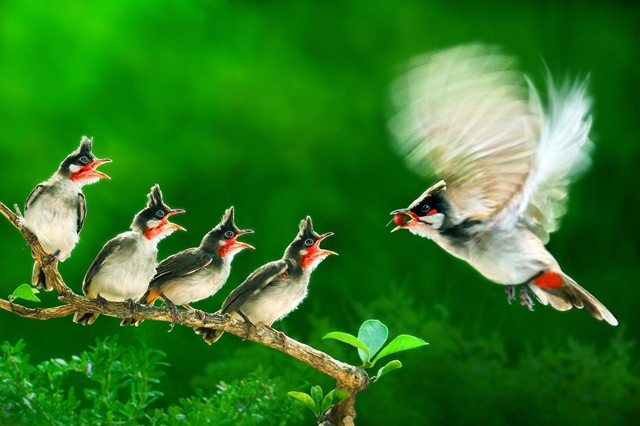 Vietnam wins gold medals at In't photo contest ảnh 1 Vietnam wins gold medals at In't photo contest ảnh 1