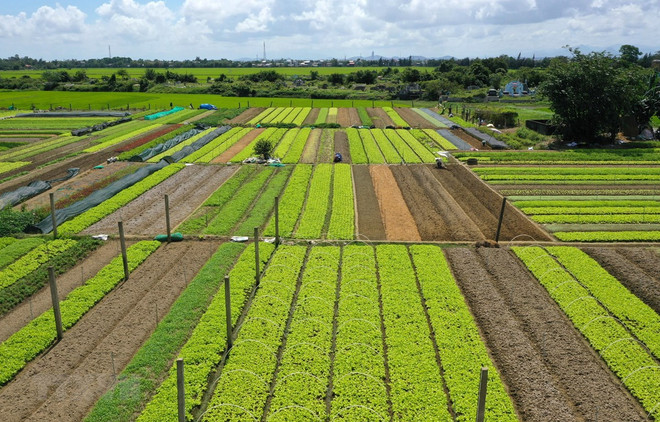 QI agriculture posts nearly 49 percent growth in trade surplus ảnh 1