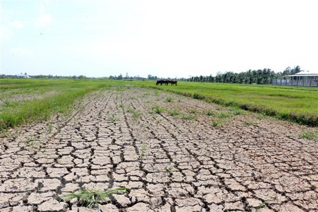 Saline intrusion in Mekong Delta likely to linger on ảnh 1