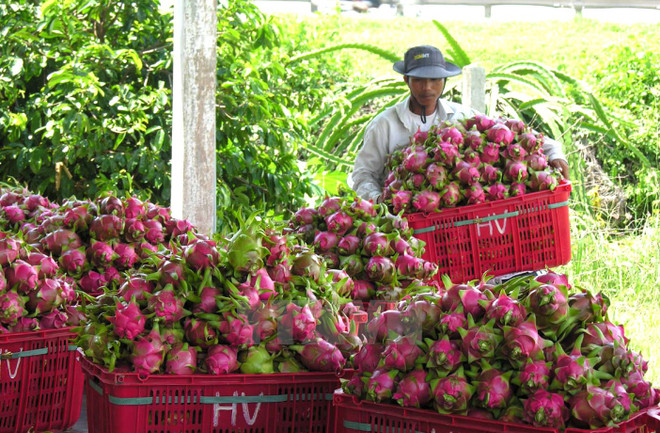 Vietnam ships first batch of dragon fruit to Australia ảnh 1 Vietnam ships first batch of dragon fruit to Australia ảnh 1