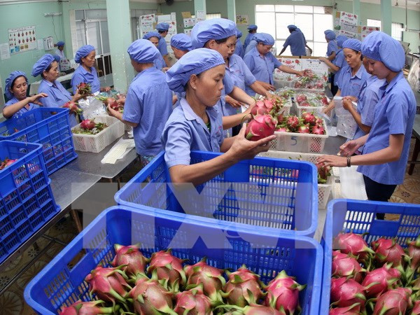 Vietnamese dragon fruit on Australian shelves ảnh 1 Vietnamese dragon fruit on Australian shelves ảnh 1