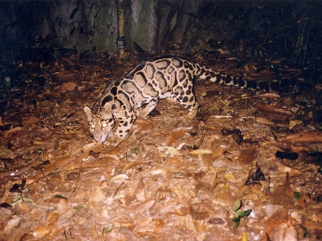 VEA, Four Paws work to save wildlife animals ảnh 1