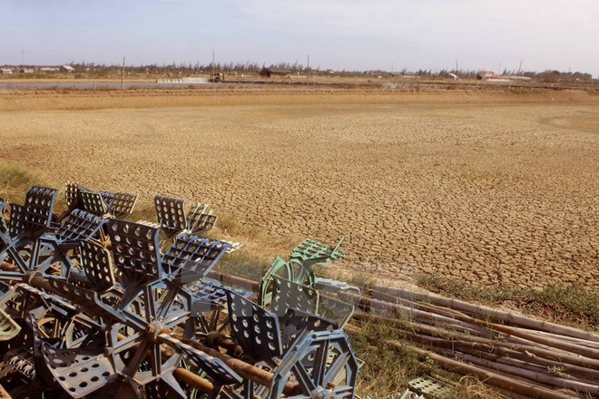 Drought, salinity hit fishery exports ảnh 1