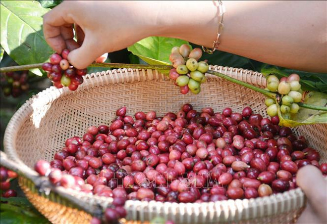 Vietnam’s coffee exports reach nearly 4.2 billion USD in 2023 ảnh 1