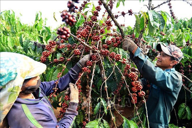 Vietnam’s coffee exports reach nearly 4.2 billion USD in 2023 ảnh 2 Vietnam’s coffee exports reach nearly 4.2 billion USD in 2023 ảnh 2