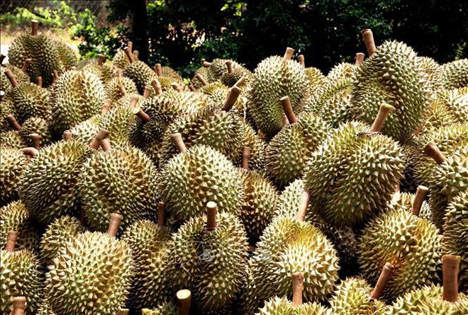 Over 255 tonnes of durian exported via Lao Cai border gates in first days of 2024 ảnh 1 Over 255 tonnes of durian exported via Lao Cai border gates in first days of 2024 ảnh 1
