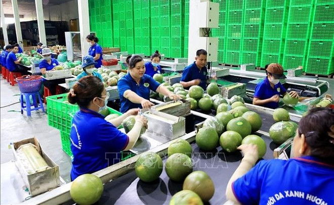 Fruit, vegetable exports see green shoots ảnh 1
