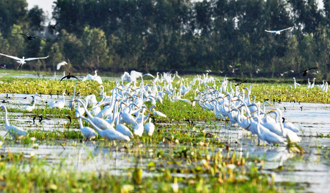 Photo contest on conservation, sustainable use of wetlands calls for entries ảnh 1 Photo contest on conservation, sustainable use of wetlands calls for entries ảnh 1