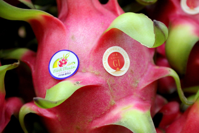 Binh Thuan strives to optimise protected GI of dragon fruit in Japan ảnh 1 Binh Thuan strives to optimise protected GI of dragon fruit in Japan ảnh 1