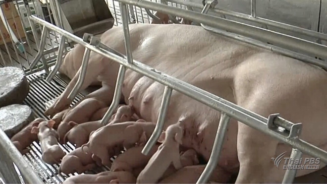 Thailand: Pork imports from US yet to be allowed ảnh 1 Thailand: Pork imports from US yet to be allowed ảnh 1