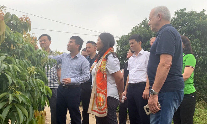 Bac Giang boosts lychee export to US ảnh 1