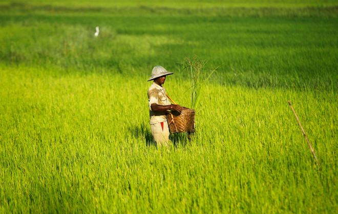 Myanmar: Rice export drops in first half of fiscal 2015 ảnh 1 Myanmar: Rice export drops in first half of fiscal 2015 ảnh 1