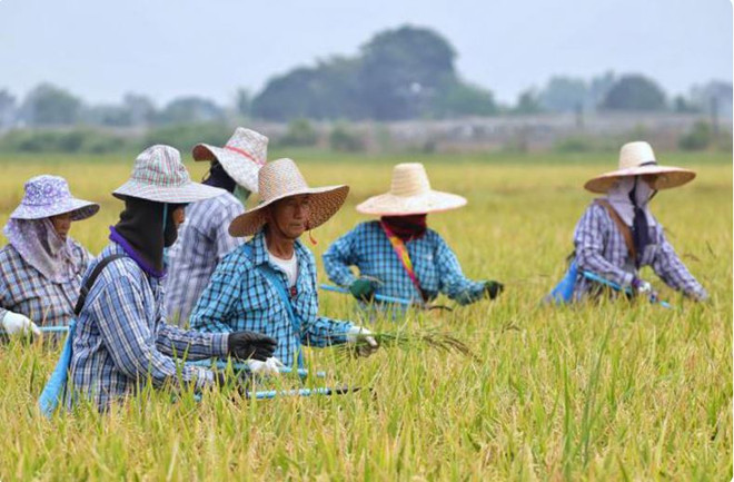 Thai farmers advised not to grow off-season rice ảnh 1