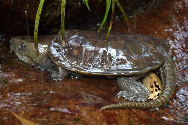 Endangered turtles, tortoises found in Thanh Hoa nature reserve ảnh 2 Endangered turtles, tortoises found in Thanh Hoa nature reserve ảnh 2
