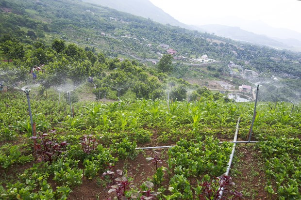 Hanoi: hi-tech farm produce to account for 70% by 2025 ảnh 1