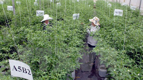 Vietnam-Japan agricultural cooperation to thrive ảnh 1
