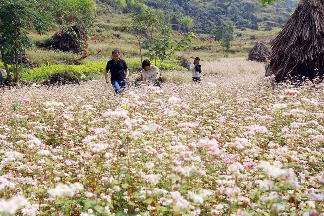 First buckwheat festival opens in Ha Giang ảnh 1