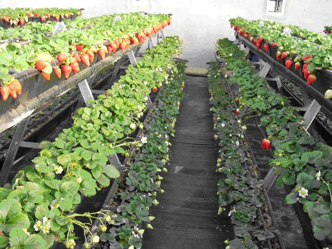 Tokushima seeks investment opportunities in Ha Nam ảnh 1