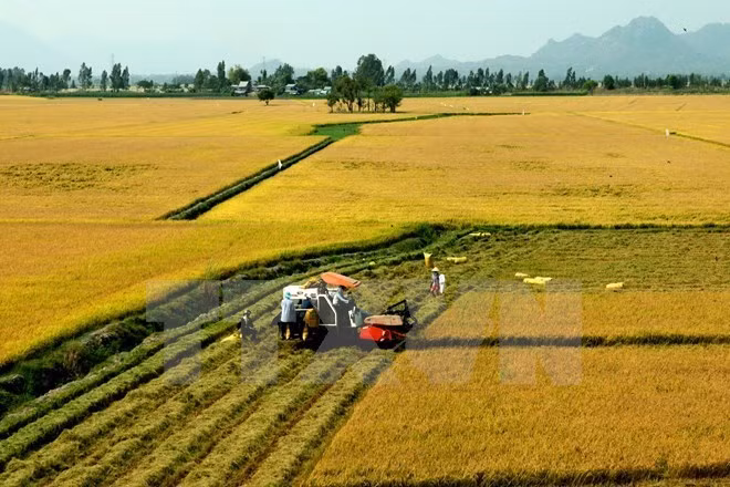 Ten agricultural achievements in five years announced ảnh 1