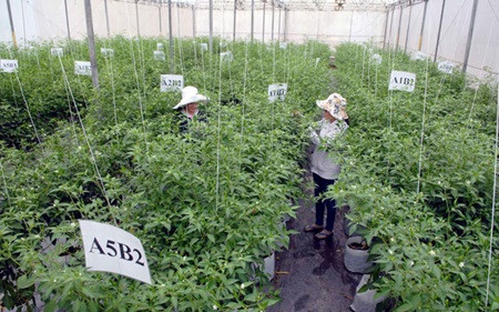RoK enterprise invests in high-tech agricultural project ảnh 1 RoK enterprise invests in high-tech agricultural project ảnh 1
