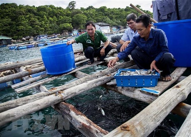 Kien Giang develops marine aquaculture towards sustainable development ảnh 1