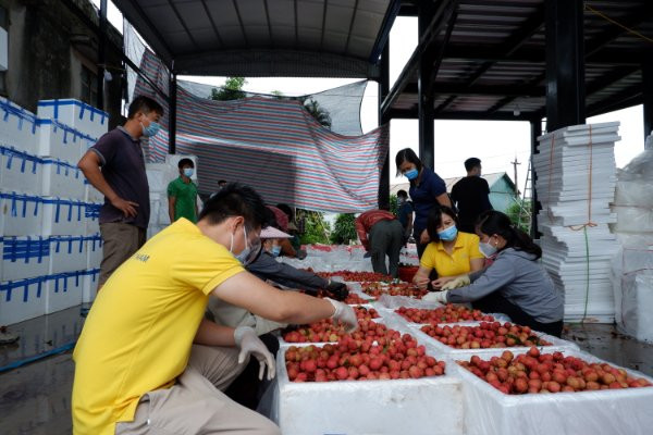 Vietnam aims to connect 5 million farming households to e-commerce platforms ảnh 1 Vietnam aims to connect 5 million farming households to e-commerce platforms ảnh 1