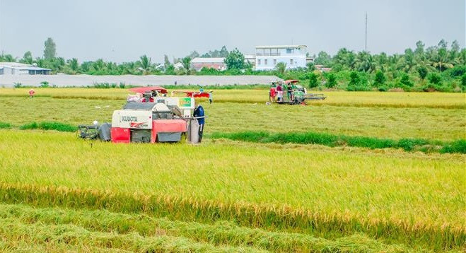 ‘Green lane’ proposed for waterway transport of rice ảnh 1