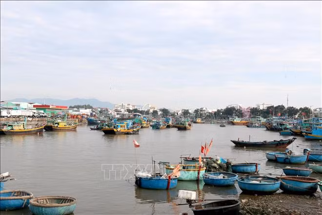 Binh Thuan intensifies measures against IUU fishing ảnh 1