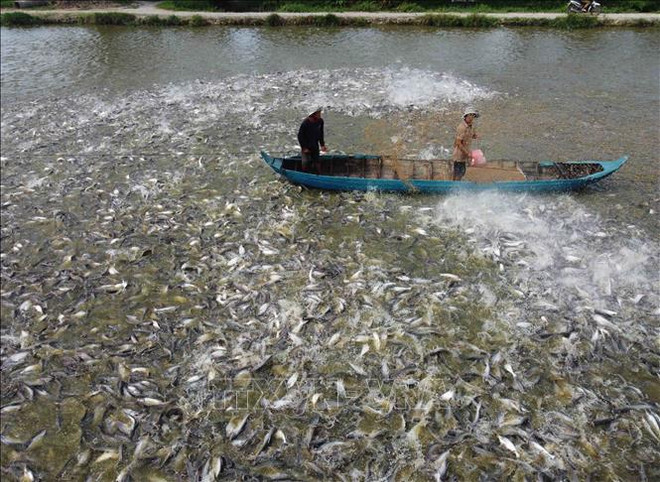 Tra fish export value estimated at 1.8 billion USD this year: Deputy Minister ảnh 1