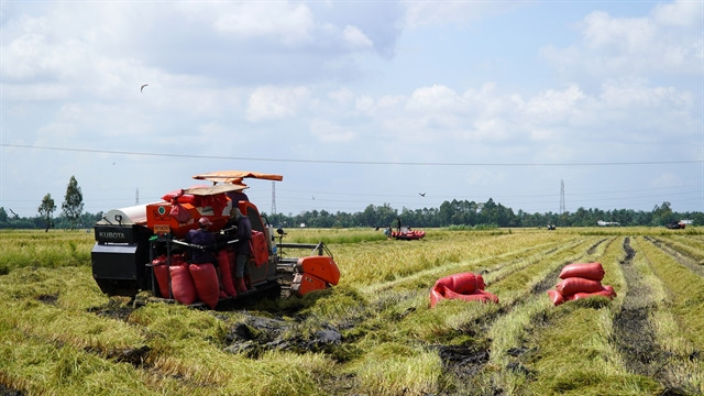 Kien Giang province to expand organic rice cultivation ảnh 1