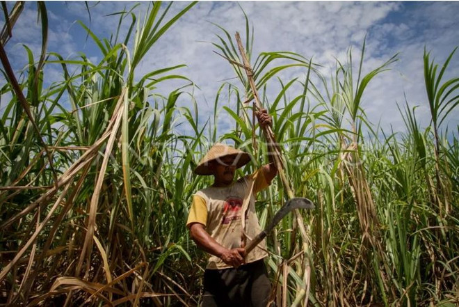 Indonesia prepares 1 mln hectares to construct sugar factories ảnh 1 Indonesia prepares 1 mln hectares to construct sugar factories ảnh 1