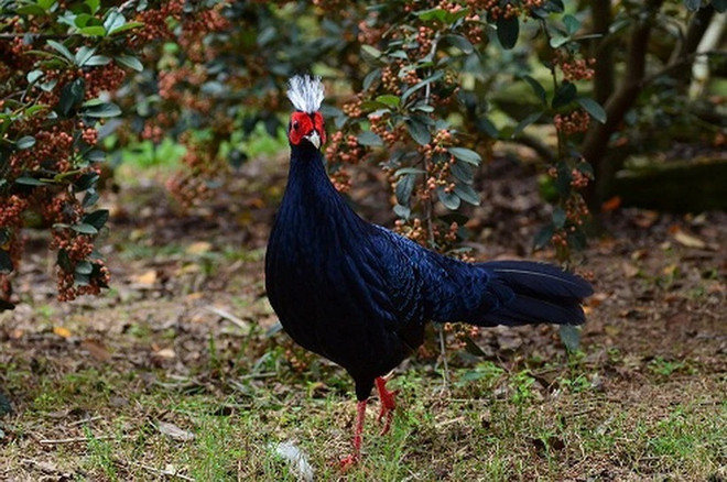 Quang Binh receives support for Edwards's Pheasant conservation ảnh 1 Quang Binh receives support for Edwards's Pheasant conservation ảnh 1