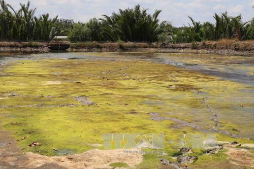 MRC: drought, saline encroachment continue in Mekong Delta ảnh 1