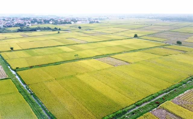 Room remains for Vietnamese rice exports to UK ảnh 1