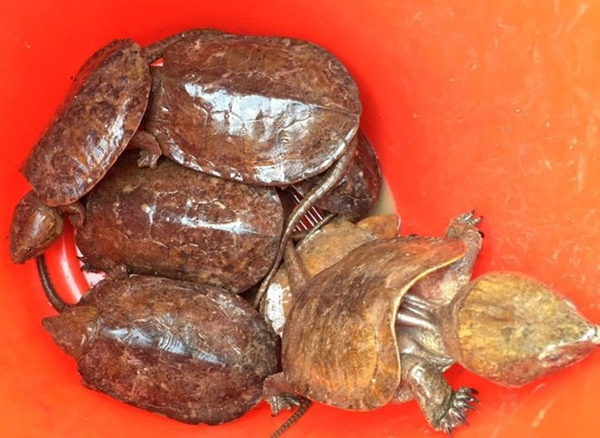 Workshop raises awareness of not using rare wildlife products ảnh 1