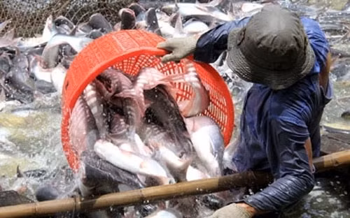 US Senate votes to end catfish inspection programme ảnh 1