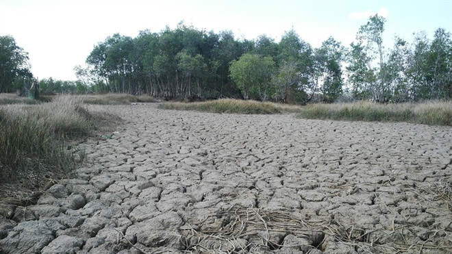 Drought-hit Ben Tre bears no festival fruit ảnh 1